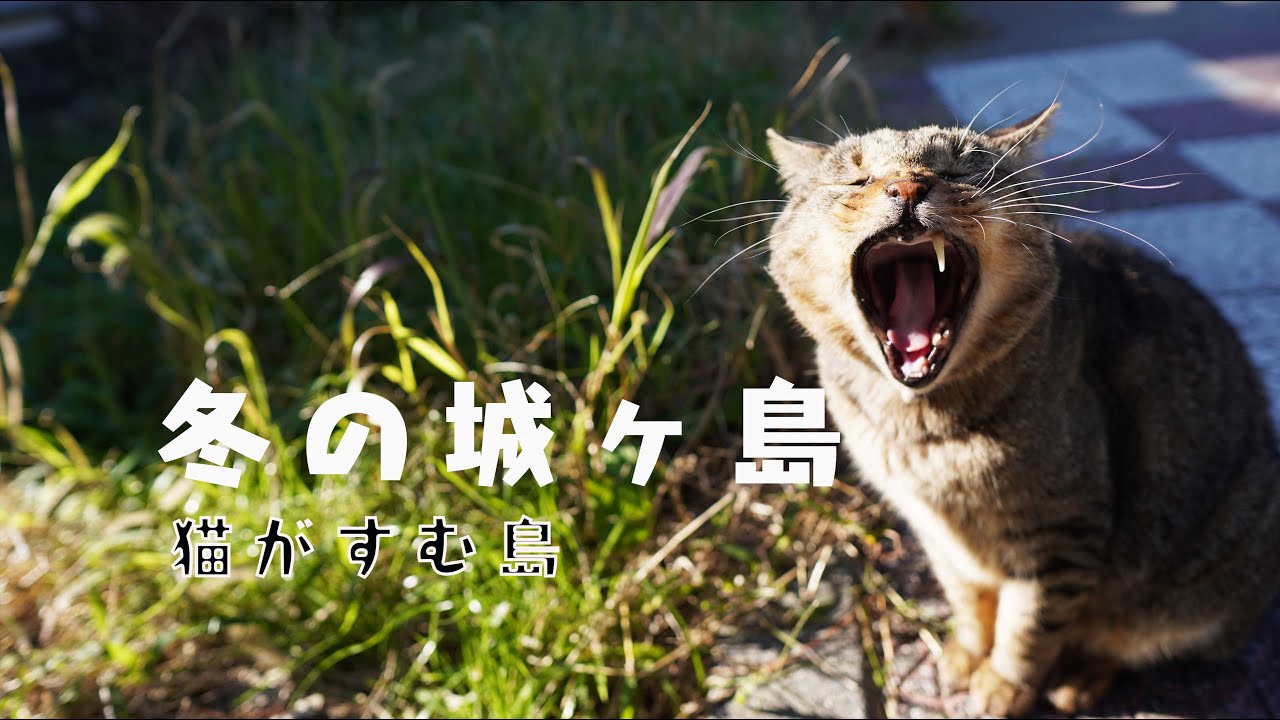 猫が暮らす島 冬の城ヶ島 城ヶ島灯台と三浦の海 Youtube 猫が暮らす島 冬の城ヶ島 城ヶ島灯台と三浦の海 Youtube