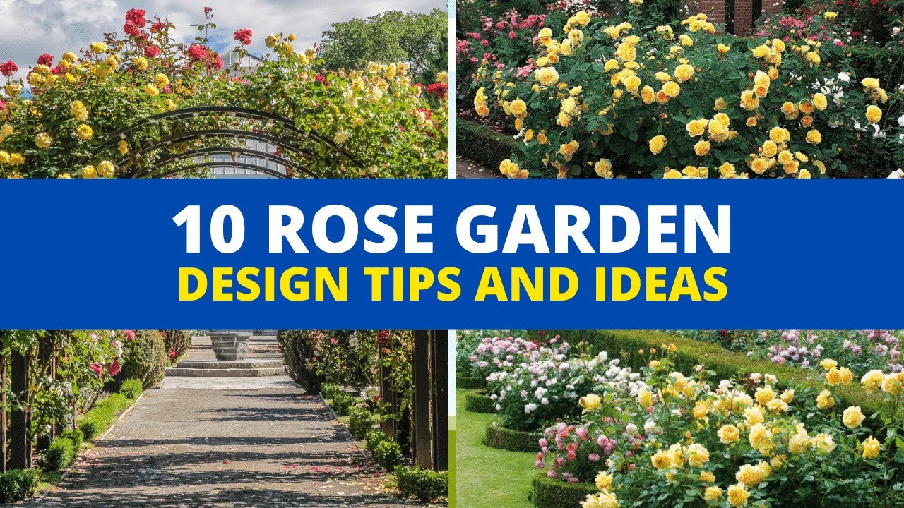 Rose Garden Design Ideas You Need To Know: 10 Tips for Designing Lovely Rose Garden!