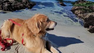 Golden Retriever Beach day | Oshie's World by Oshies World 7,427 views 3 years ago 2 minutes, 7 seconds