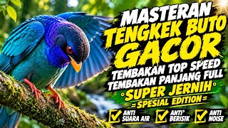 MASTERAN TENGKEK BUTO GACOR | TEMBAKAN PANJANG, TOP SPEED & SUPER JERNIH