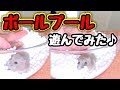【ハムスター】ボールプール楽しい⁉️チップも遊んでみた