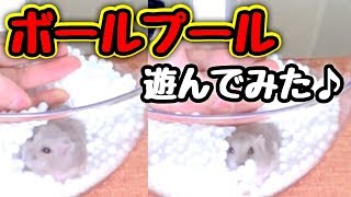 【ハムスター】ボールプール楽しい⁉️チップも遊んでみた