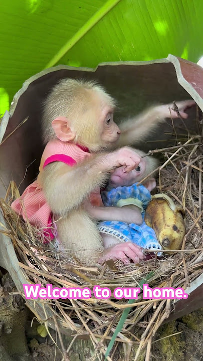 Welcome to our home.Monkey Xuka