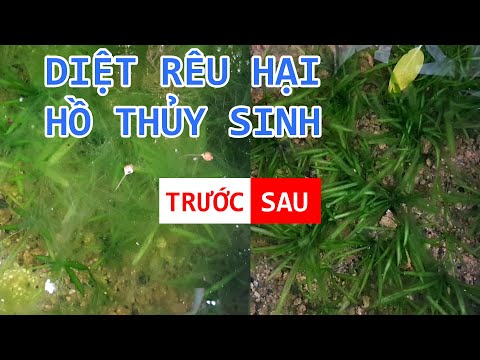 Video Diệt rêu tóc, rêu hại cho hồ thủy sinh - youtube