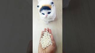 Reverse Cat Fun 😻 Color Beads Magic ✨ #shorts #cat #trending