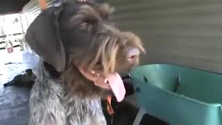 German Wirehaired Pointer Grooming