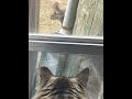 Joker Squirrel #cat #funny #funnycat #catvideos #pets #catsofyoutube #squirrel #joker #batman #cat