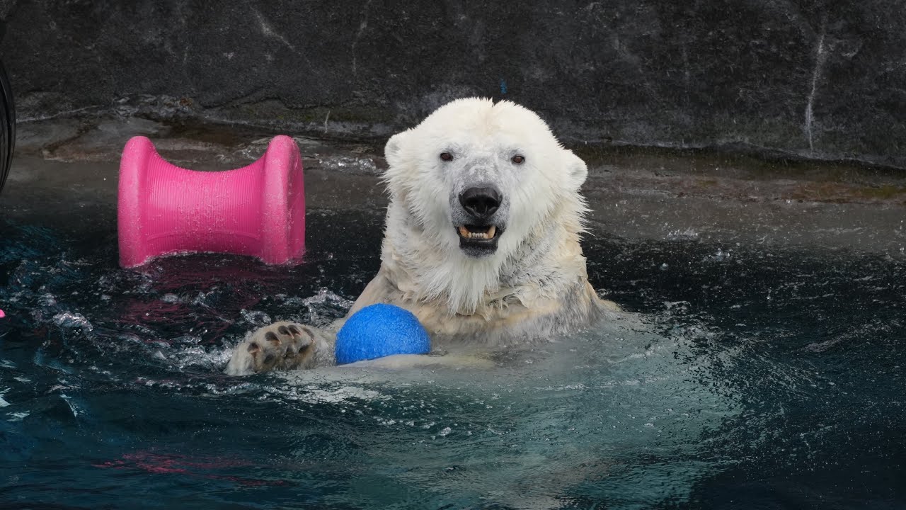 2026 2 22 円山動物園 リラ ライト