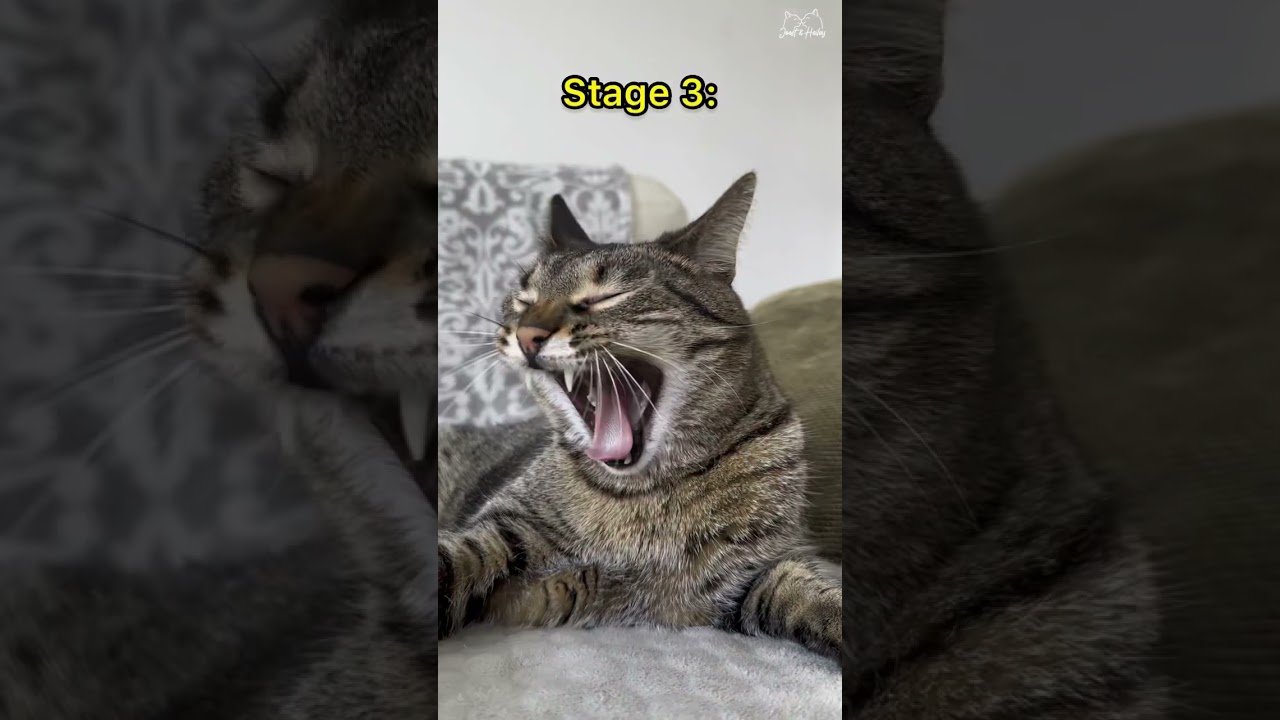The 4 stages of a cat’s yawn 🥱💖 