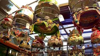 Berkunjung ke Peternakan Perkutut ajobf