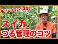 【スイカ栽培】つるが伸びたら始めよう！管理のコツを解説【シェア畑】【農園ライフ】
