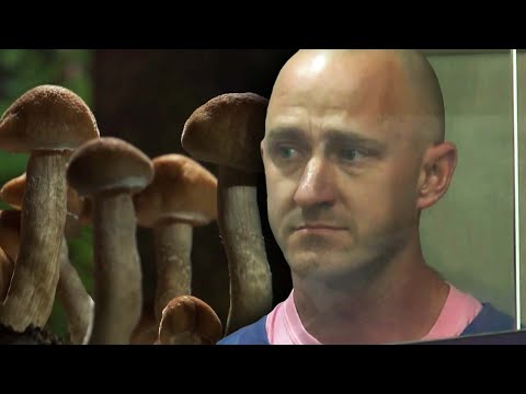 Magic Mushrooms In Iowacompany Landing
