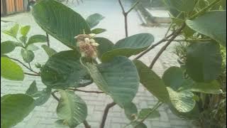 Tabulampot jambu sukun merah