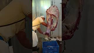 Fore Quarter Breakdown (primal cutting beef carcass)