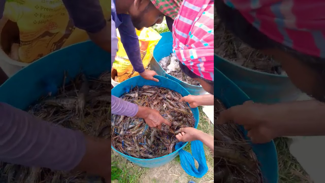 Today Catch Shrimp Fish 