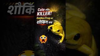 Cute But Killer! | Golden Frog 🐸