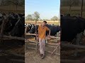 #kabze #bintu pabra#viral youtube short #comedain chore #haryana aale