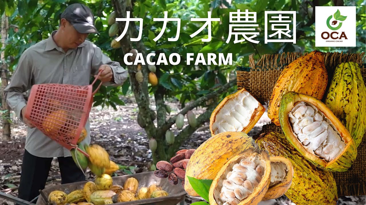カカオ農園 CACAO FARM Cocoa Fruit Harvesting OCA JAPAN YouTube