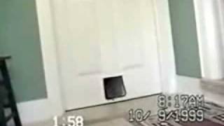 Surprise pet-door visitor