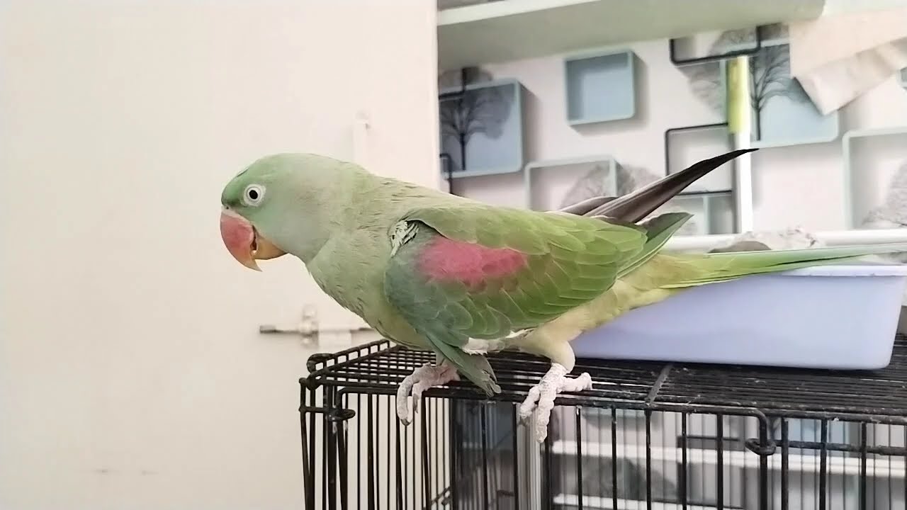 masha-the-alexander-parrot-pahari-tota-in-her-own-world-birbworld
