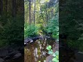 Calm river-forest breeze, #NatureShorts #CalmVibes #PeacefulView #ForestBeauty #Shorts #natureshort
