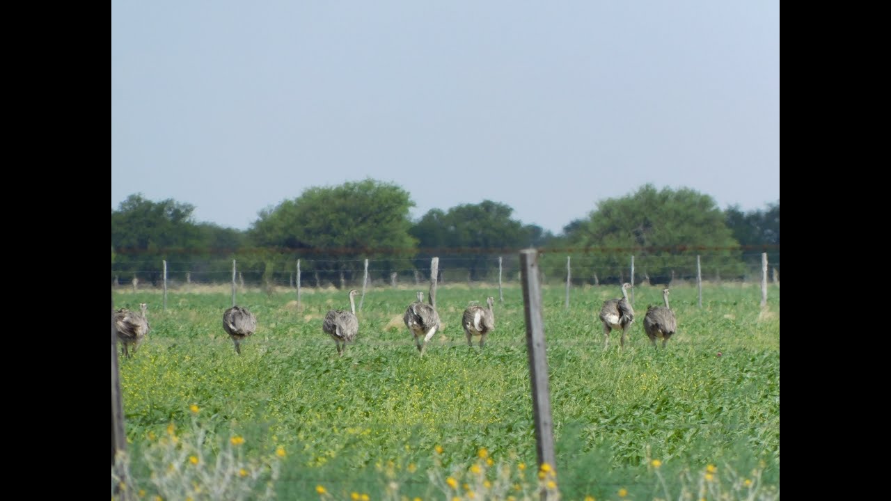 Ruta Quehué-Utracán-Acha