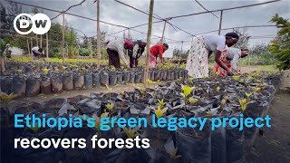 Ethiopias Green Legacy Initiative Helps Forests To Recover