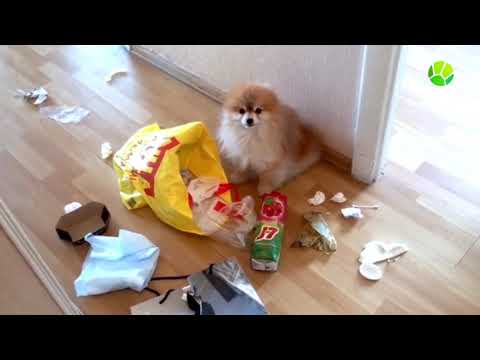 Шпиц Гетсби порылся в мусорном пакете