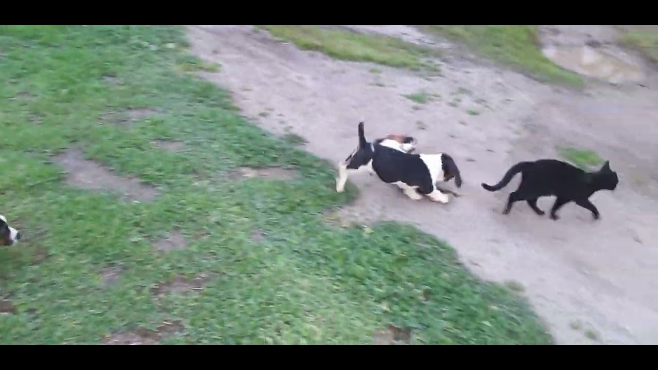 BASSET HOUND Vs  BLACK CAT Cyprus