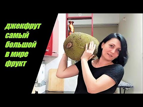 Хлебное Дерево / Джекфрут Как его Едят #индия