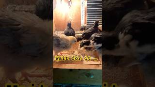 They Eat Worms Alive 😳🐥