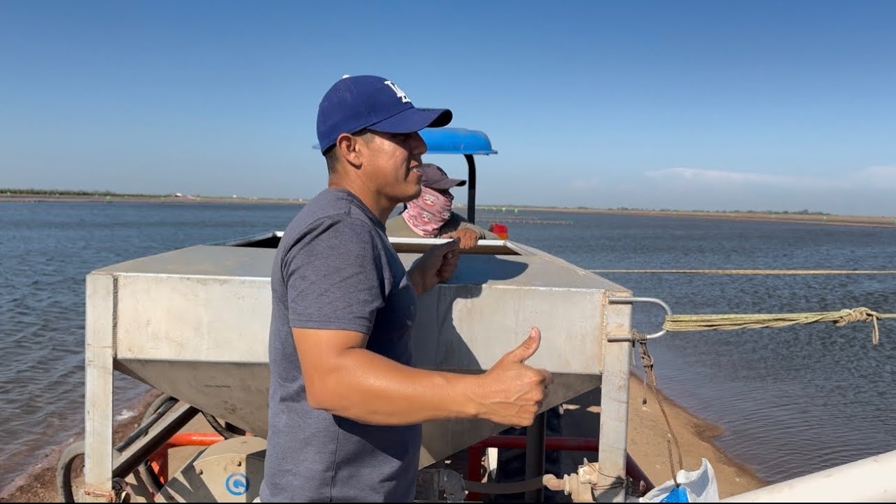 Así trabaja la gente en una granja de camarón en Guasave Sinaloa 