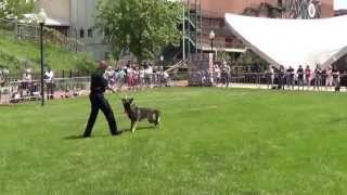 Akron Police - 3rd Annual K9 Challenge - Akio