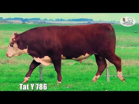 LOTE 09   TAT Y786 TOURO HEREFORD RECULUTA AGROPASTORIL