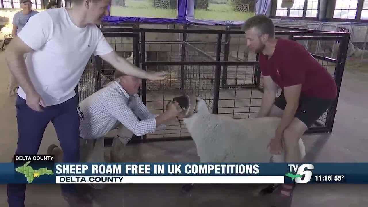 Sheep roam free in UK competitions at UP State Fairgrounds
