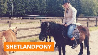 Shetlandpony | PaardenpraatTV