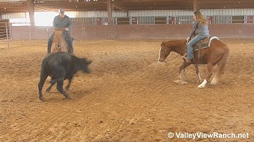 Checks Yo Self -Super talented guy working cows! - ValleyViewRanch.net