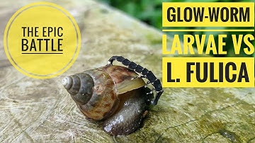 Epic Battle: Firefly larvae (Glow worm larvae ) vs L.fulica