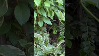 Celebrity Easter Egger Chickens | Miss Ash | Hiding Eggs Part 2/3 | Broody Hen Wealth