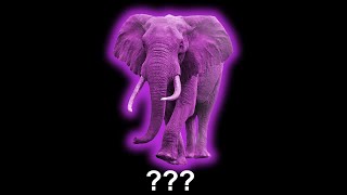 15 Elephant Sound Variations In 30 Seconds