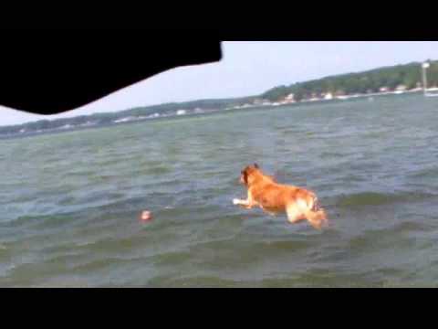 Golden Retriever Dock Jumping - YouTube