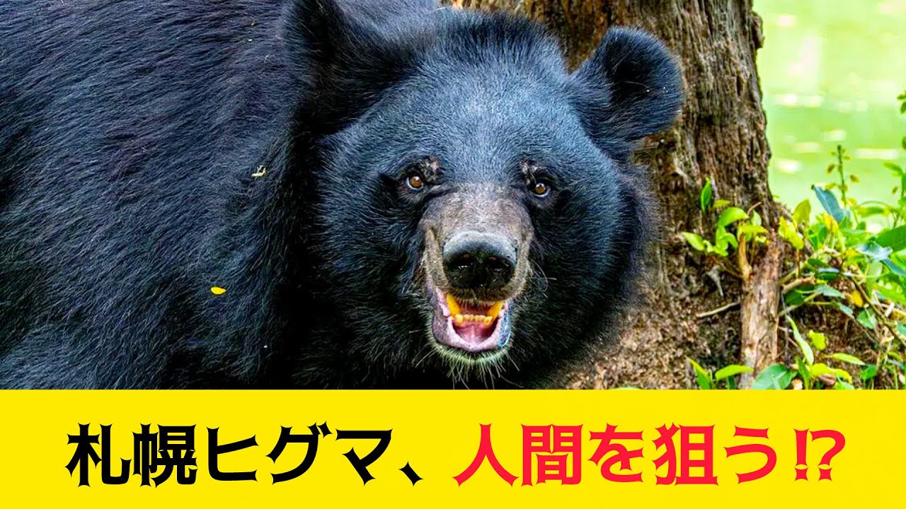 Brown bears spotted in Sapporo! Targeting humans [2ch summary] [5ch thread]