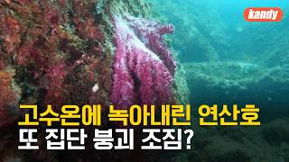 Soft corals melting in high water temperatures… Signs of another mass collapse? / KBS 08/19/2026. screenshot 2