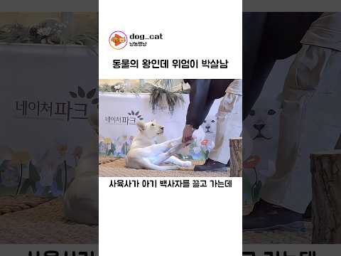 동물의 왕인데 위엄이 박살남