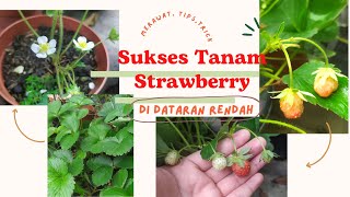 35. Cara Merawat Strawberry Di Dataran Rendah #strawberry #buahstrawberry #tanamstrawberry#gardening