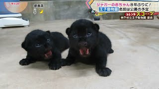 【双子】ジャガーの赤ちゃん8年ぶりに!!名前は公募の予定【兵庫･王子動物園】