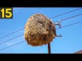 15 Most Amazing Nests