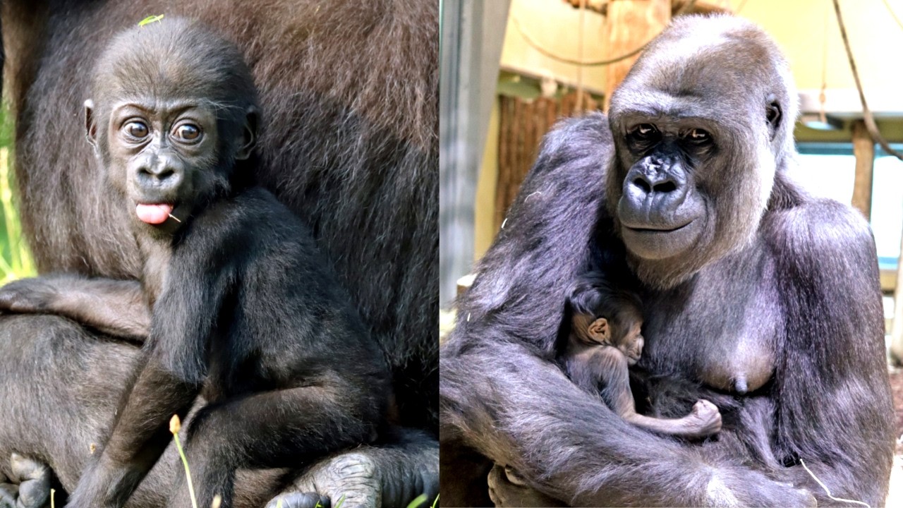 Она наконец-то завершила 16-летнее ожидание! Тилле исполняется пять лет 🦍