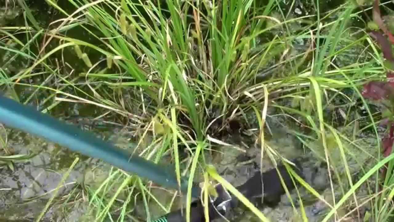 Proficlean Sauglanze