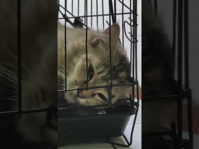 GEMESIN BANGET MIMI KALO NGAMBEK